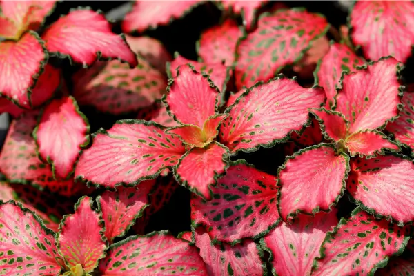 Planta Fittonia: Como cuidar e trazer beleza para sua Casa